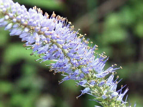 Veronicastrum sibiricum ssp. japonicum