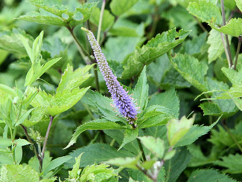 Veronicastrum sibiricum ssp. japonicum