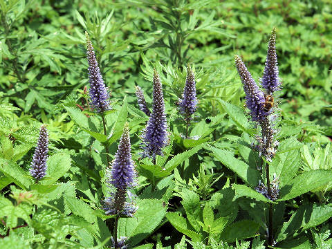 Veronicastrum sibiricum ssp. japonicum