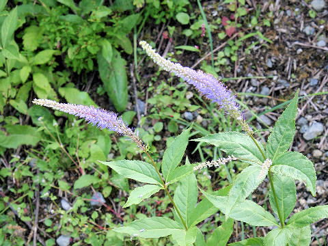 Veronicastrum sibiricum ssp. japonicum