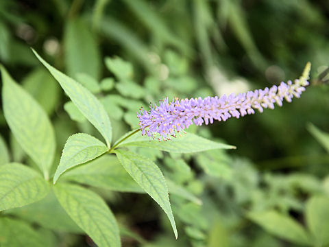 Veronicastrum sibiricum ssp. japonicum