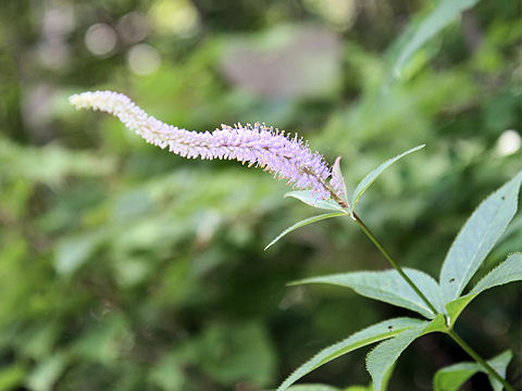 Veronicastrum sibiricum ssp. japonicum