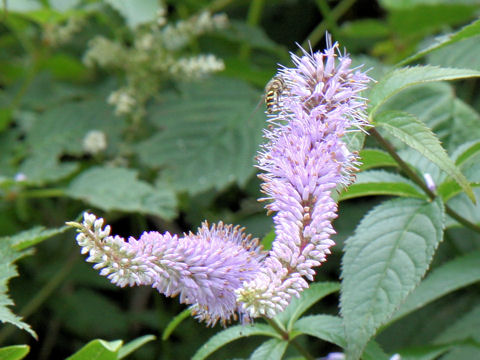 Veronicastrum sibiricum ssp. japonicum