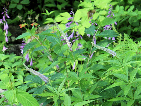 Veronicastrum sibiricum ssp. japonicum