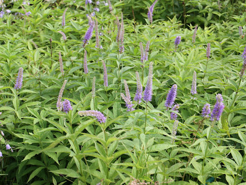 Veronicastrum sibiricum ssp. japonicum