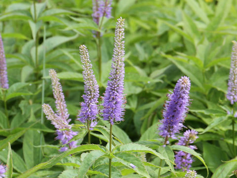 Veronicastrum sibiricum ssp. japonicum