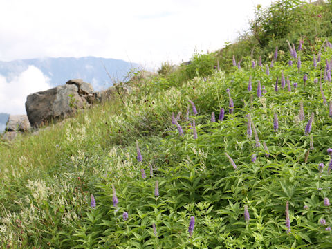 Veronicastrum sibiricum ssp. japonicum