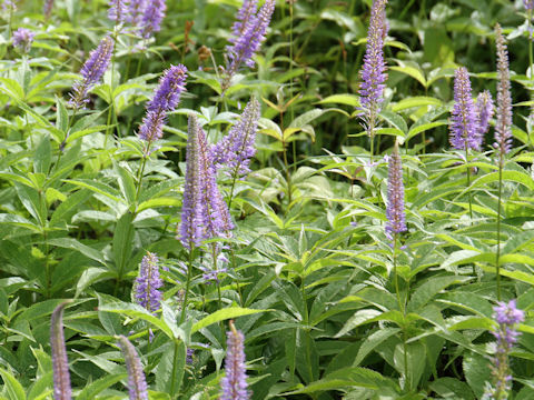 Veronicastrum sibiricum ssp. japonicum