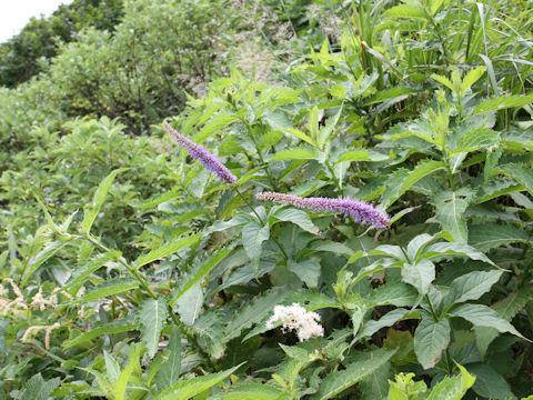 Veronicastrum sibiricum ssp. japonicum