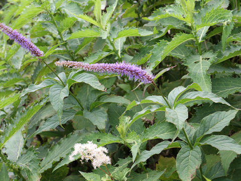 Veronicastrum sibiricum ssp. japonicum