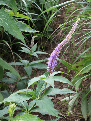 Veronicastrum sibiricum ssp. japonicum