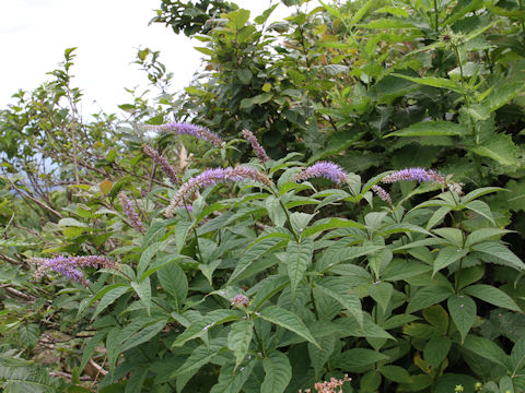 Veronicastrum sibiricum ssp. japonicum