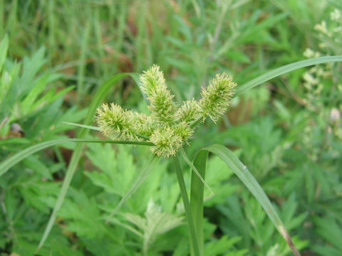 Cyperus cyperoides