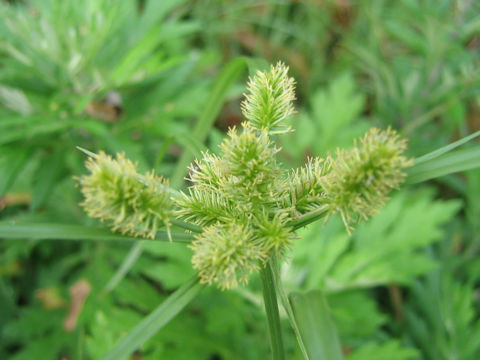 Cyperus cyperoides