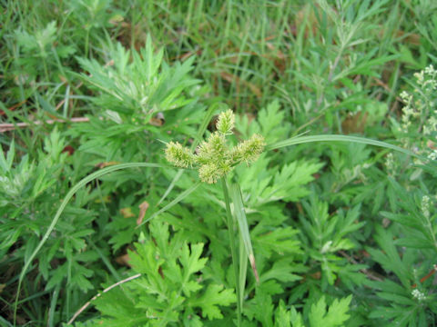 Cyperus cyperoides