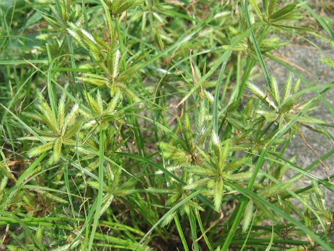 Cyperus compressus