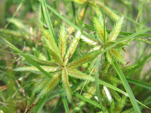 Cyperus compressus