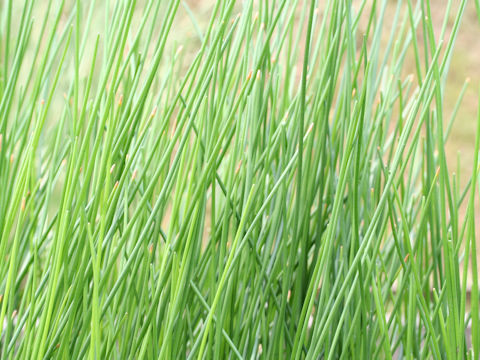 Eleocharis kuroguwai