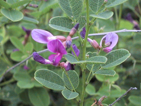 Lespedeza bicolor var. higoensis