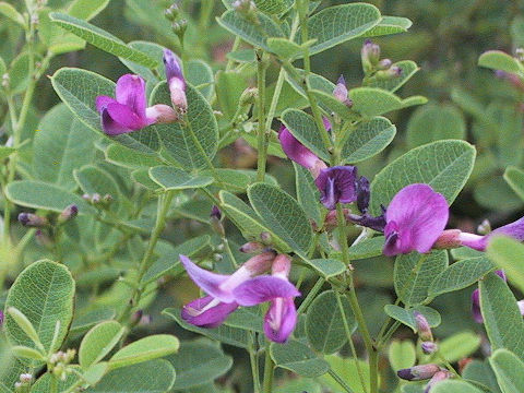 Lespedeza bicolor var. higoensis