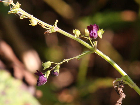 Rabdosia trichocarpus