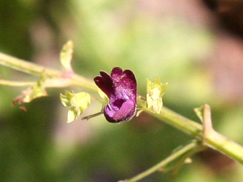 Rabdosia trichocarpus