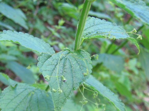 Rabdosia trichocarpus