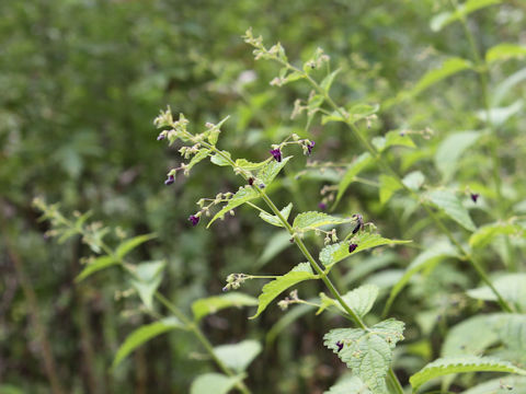 Rabdosia trichocarpus