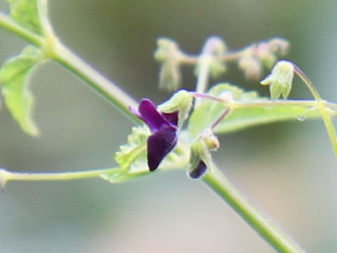 Rabdosia trichocarpus