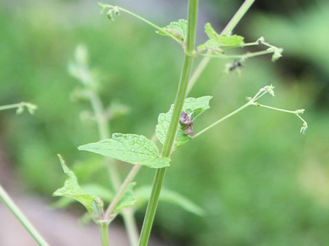 Rabdosia trichocarpus