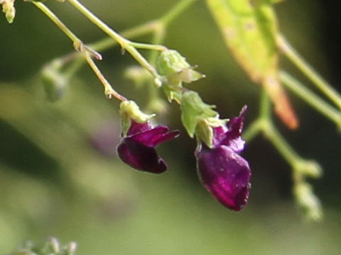 Rabdosia trichocarpus