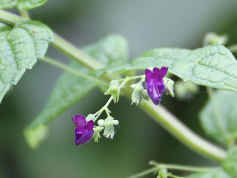 Rabdosia trichocarpus