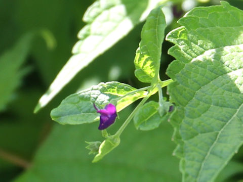 Rabdosia trichocarpus