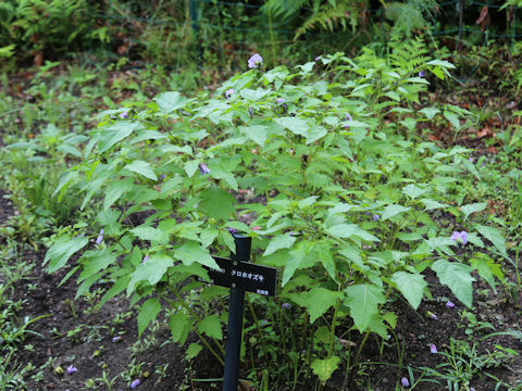 Nicandra physalodes cv. Violacea