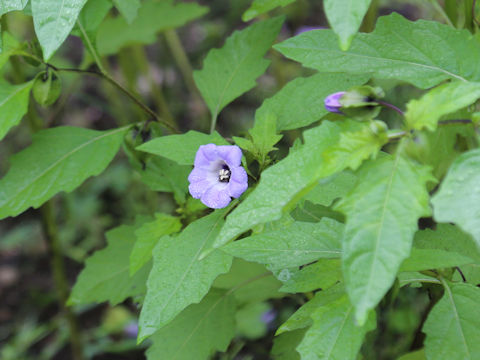 Nicandra physalodes cv. Violacea