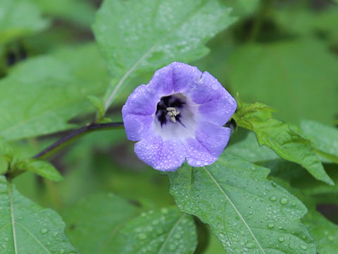Nicandra physalodes cv. Violacea