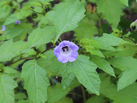 Nicandra physalodes cv. Violacea