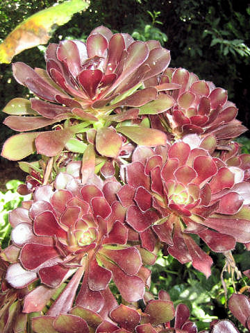 Aeonium arboreum cv. Atropurpureum