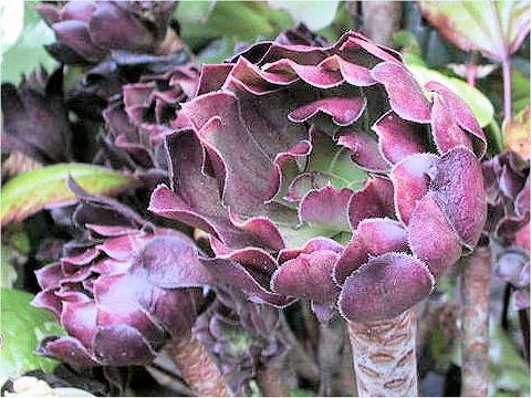 Aeonium arboreum cv. Atropurpureum
