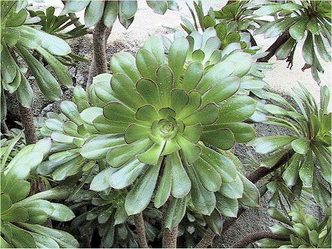 Aeonium arboreum cv. Atropurpureum