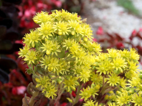 Aeonium arboreum cv. Atropurpureum