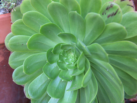 Aeonium arboreum cv. Atropurpureum