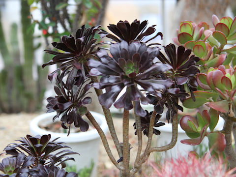 Aeonium arboreum cv. Atropurpureum