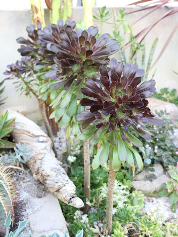 Aeonium arboreum cv. Atropurpureum