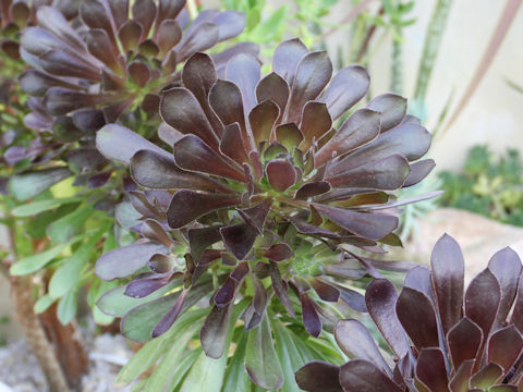 Aeonium arboreum cv. Atropurpureum