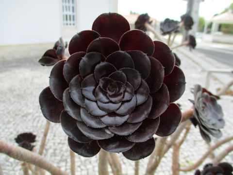 Aeonium arboreum cv. Atropurpureum