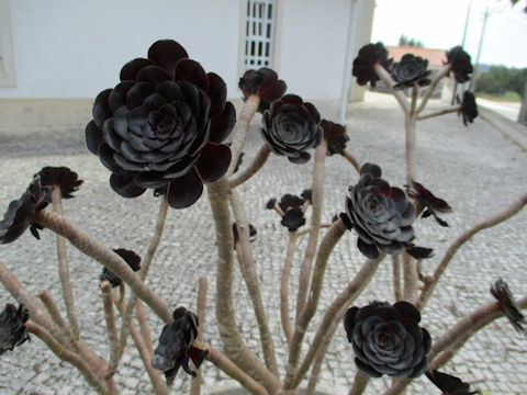 Aeonium arboreum cv. Atropurpureum