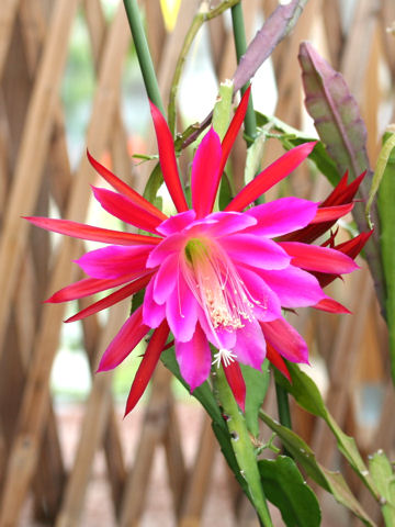 Epiphyllum hybrids