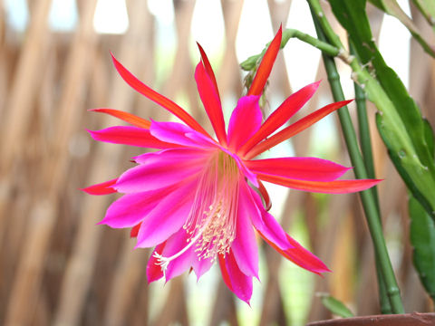 Epiphyllum hybrids