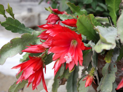 Epiphyllum hybrids